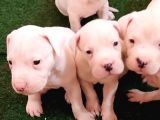 Aşi Karneli Safkan Dogo Yavrularimiz