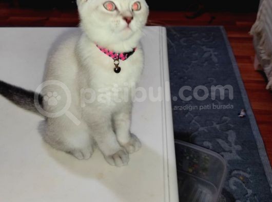 Lynx Bule Point Dışı Yavru görsel