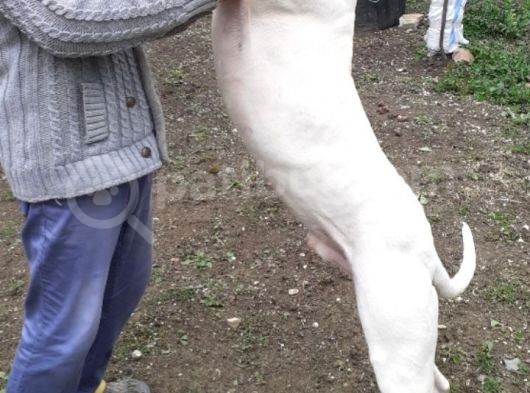 Aşi Karneli Safkan Dogo Yavrularimiz görsel