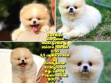 Basık Küt Kare Micro 0,75 Burun 3 Aylik Teddybear Teddyface Ayı Surat Pomeranian Boo a Plus Safkan