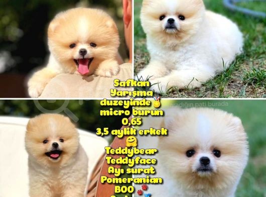 Basık Küt Kare Micro 0,75 Burun 3 Aylik Teddybear Teddyface Ayı Surat Pomeranian Boo A Plus Safkan