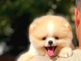 Basık Küt Kare Micro 0,75 Burun 3 Aylik Teddybear Teddyface Ayı Surat Pomeranian Boo A Plus Safkan