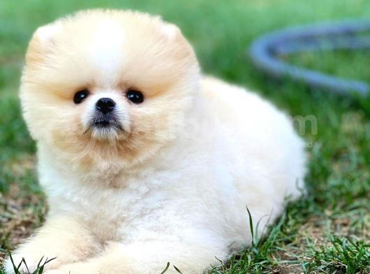 Basık Küt Kare Micro 0,75 Burun 3 Aylik Teddybear Teddyface Ayı Surat Pomeranian Boo A Plus Safkan görsel