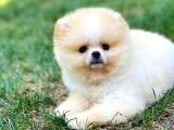 Basık Küt Kare Micro 0,75 Burun 3 Aylik Teddybear Teddyface Ayı Surat Pomeranian Boo A Plus Safkan