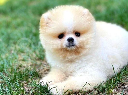 Basık Küt Kare Micro 0,75 Burun 3 Aylik Teddybear Teddyface Ayı Surat Pomeranian Boo A Plus Safkan görsel