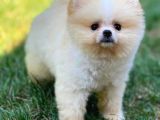 Basık Küt Kare Micro 0,75 Burun 3 Aylik Teddybear Teddyface Ayı Surat Pomeranian Boo A Plus Safkan