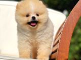 Basık Küt Kare Micro 0,75 Burun 3 Aylik Teddybear Teddyface Ayı Surat Pomeranian Boo A Plus Safkan