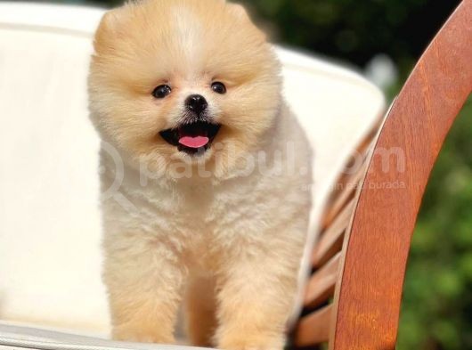 Basık Küt Kare Micro 0,75 Burun 3 Aylik Teddybear Teddyface Ayı Surat Pomeranian Boo A Plus Safkan görsel