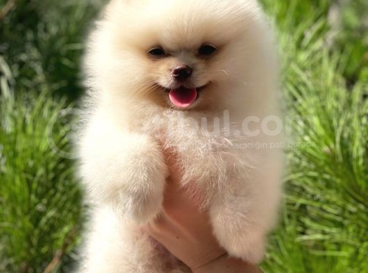 Mükemmel Surat Yapısında Teddy Face Secereli Mikrocipli Erkek Pomeranian Boo Yavrumuz