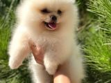 Mükemmel Surat Yapısında Teddy Face Secereli Mikrocipli Erkek Pomeranian Boo Yavrumuz