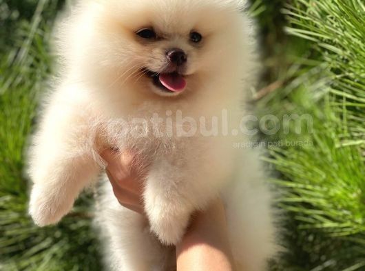 Mükemmel Surat Yapısında Teddy Face Secereli Mikrocipli Erkek Pomeranian Boo Yavrumuz görsel