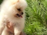 Mükemmel Surat Yapısında Teddy Face Secereli Mikrocipli Erkek Pomeranian Boo Yavrumuz