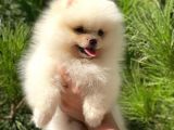 Mükemmel Surat Yapısında Teddy Face Secereli Mikrocipli Erkek Pomeranian Boo Yavrumuz