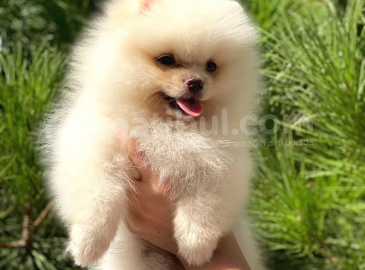 Mükemmel Surat Yapısında Teddy Face Secereli Mikrocipli Erkek Pomeranian Boo Yavrumuz görsel