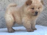 2 Aylık Tam Ayı Surat Erkek Chow Chow