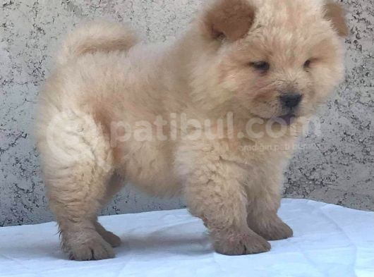 2 Aylık Tam Ayı Surat Erkek Chow Chow