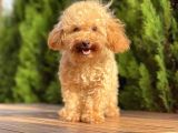 6 Aylık Mini Toy Poodle