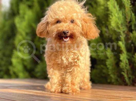 6 Aylık Mini Toy Poodle görsel