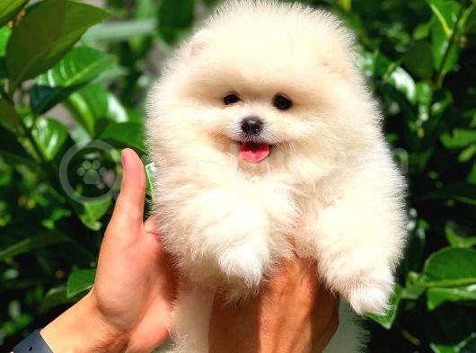 Pomeranian Boo Yavrularımız