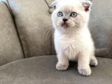 50 Günlük Scottish Fold Yavrular