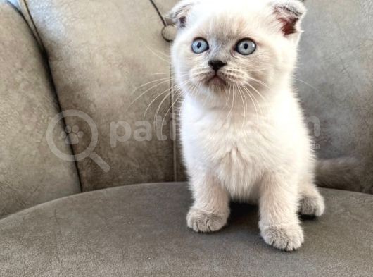 50 Günlük Scottish Fold Yavrular