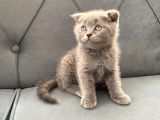 50 Günlük Scottish Fold Yavrular