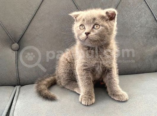 50 Günlük Scottish Fold Yavrular görsel