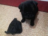 50 Günlük Pug Yavrularımız Yeni Yuvalarına Gitmeye Hazır
