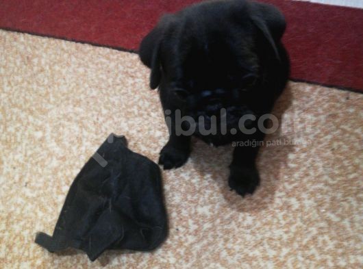 50 Günlük Pug Yavrularımız Yeni Yuvalarına Gitmeye Hazır görsel