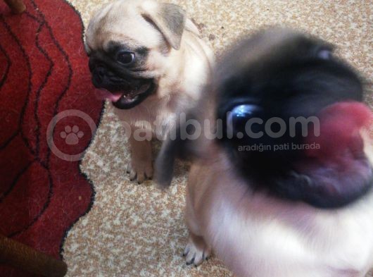 50 Günlük Pug Yavrularımız Yeni Yuvalarına Gitmeye Hazır görsel