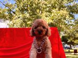 Mini Boy Toy Poodle Bebekler
