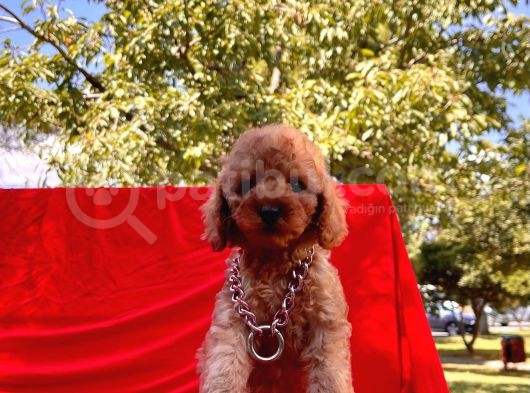Mini Boy Toy Poodle Bebekler