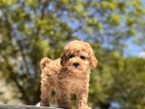 Toy Poodle Bebekler