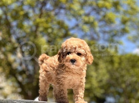 Toy Poodle Bebekler
