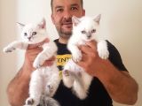 British Shorthair Yavrular