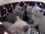 British Shorthair Yavrular
