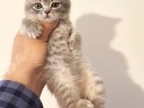 British Shorthair Yavrular