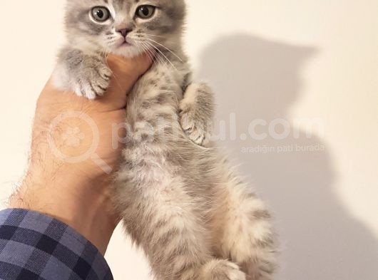 British Shorthair Yavrular görsel