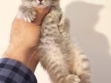 British Shorthair Yavrular