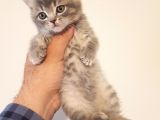 British Shorthair Yavrular