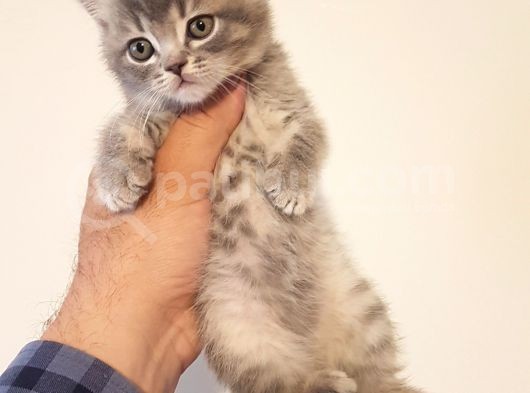British Shorthair Yavrular