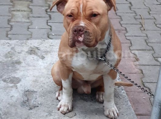 Yakışıklı Rednos