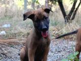Malinois Sevenlere Özel