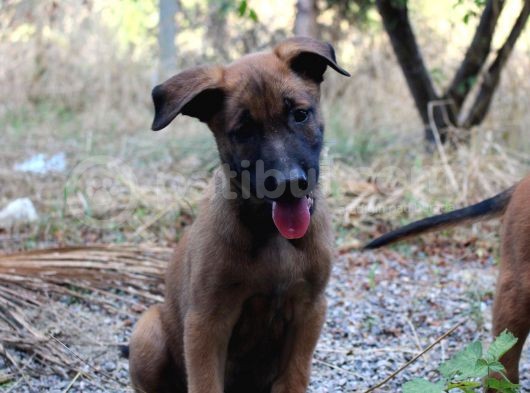 Malinois Sevenlere Özel görsel
