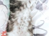 Silver Tabby Oyuncu Yavrumuz Yeni Yuvasını Arıyor