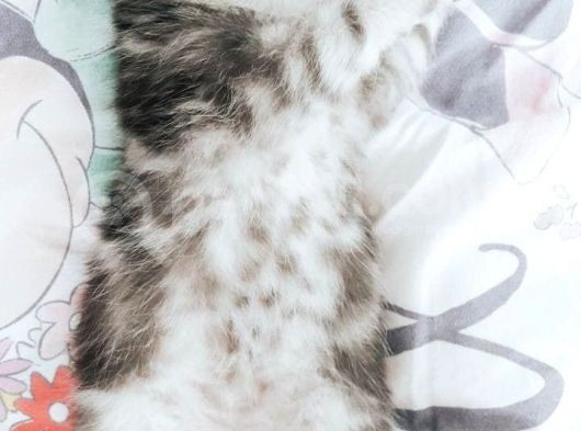 Silver Tabby Oyuncu Yavrumuz Yeni Yuvasını Arıyor görsel
