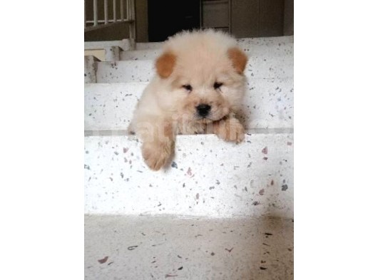 2 Aylık Tam Ayı Surat Erkek Chow Chow görsel