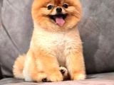1 Yaşında Pomeranian Boo Erkek
