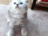 Silver Tabby Oyuncu Yavrumuz Yeni Yuvasını Arıyor