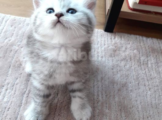 Silver Tabby Oyuncu Yavrumuz Yeni Yuvasını Arıyor